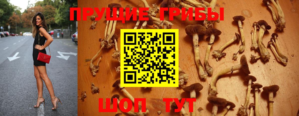 Галлюциногенные грибы Psilocybe  где купить наркоту  Севастополь 